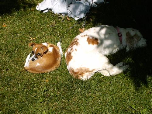 Destiny and Maybe - My two dogs having a nap in the backyard.