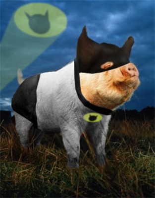 halloween pig - pig in coustom