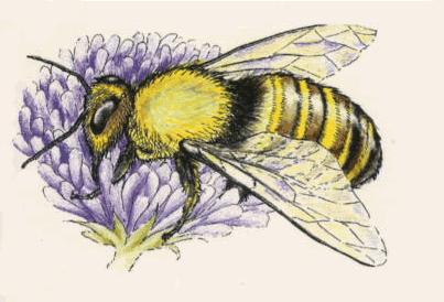Pollenating Beeeeee =] - honey bee