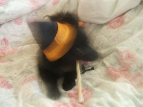 How do you get them to sit still??? - Puppy with halloween hat