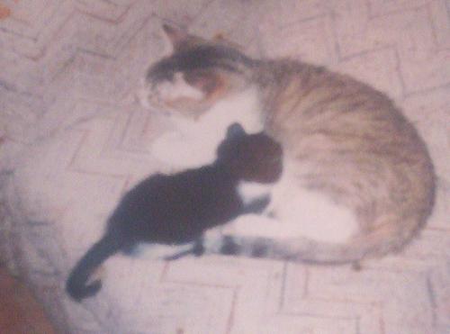 Samantha & Bonny - Samantha & Bonny when Bonny was a kitten