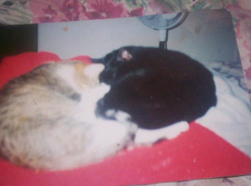 Samantha & Moonshine - Samantha & Moonshine. I refer to this as my Yin/Yang picture