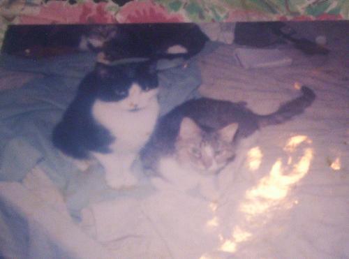 Bonny & Samantha - Bonny & Samantha taken shortly before Samantha's death from Lymphosarcoma in April 1997.