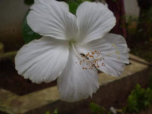 White Hibiscus - I love hibiscus.This is a shot from my garden.