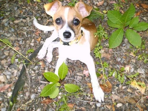 Maybe - One of my dogs.