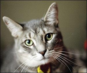 Taylor--One of the Cats Tortured - image of one of the cats tortured by Patterson
