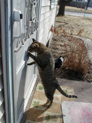 let me in meow! - taz at the back door