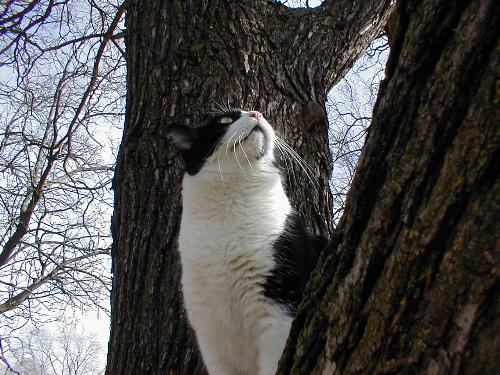 kirbyin the tree - a fall day kirby in the cataba bean tree following this bluejay with his eyes.