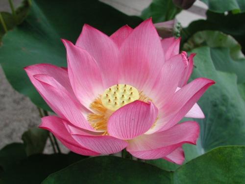 Lotus Flower - 'Be a lotus.'