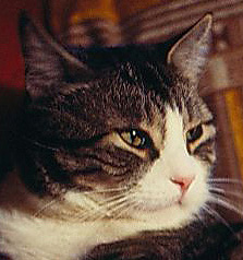 Tommy--A Rainbow Bridge Cat - image of tommy a cat