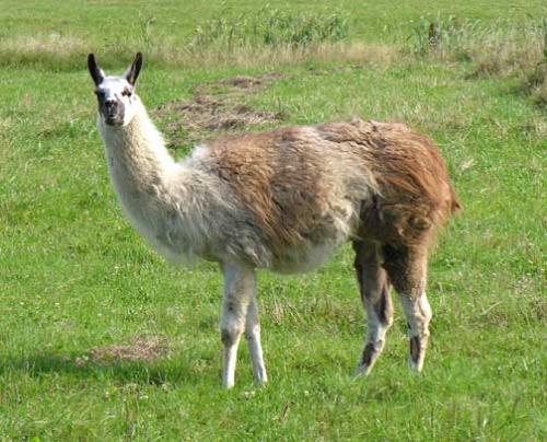 brown and white llama - this is a brown and white llama who lives on a local farm