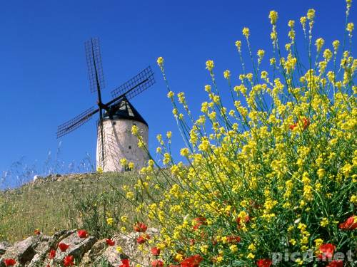 Flower - When I was a child,I often lay under a tree to sleep around flowers,and looked up the sky.Just as I could get something from it.