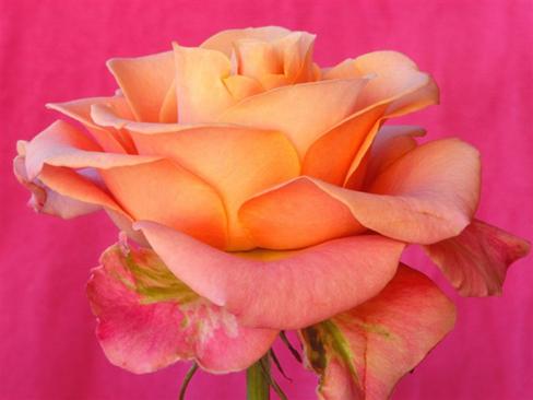 In the pink of health - The rose defines one's health