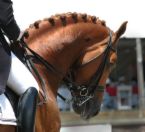 Dressage  - Rider upon a horse in showing attire for Dressage a close up