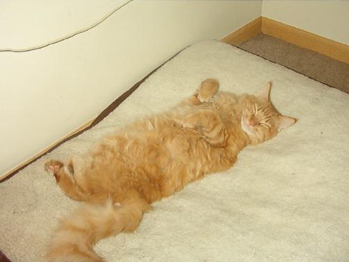 This feels sooooooooo good... - I flipped the dog bed over and Tigger discovered the cozy fleece on it. He just had to stretch out and take a nap right away.