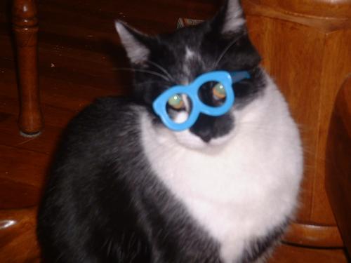 Thomas wearing Mr. Potato Head glasses - Yes, my kids were dressing our kitty up as Mr. Potato Head. Poor kitty. :)