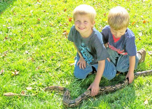 Snake - This is my boys and our friends boa.