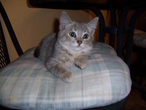 Ms. Ellie on her cushion - Our cat Ellie. She is our year old female and has 4 other cat siblings and 2 big dogs that share her life with my hubby and me.