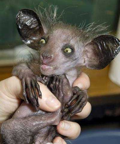 Aye-aye (Daubentonia madagascariensis - Strange looking Animal