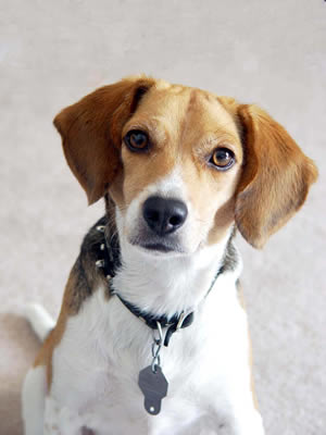 my dog... - my dog