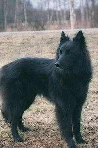 Belgian Sheepdog - Isn't it a beautiful dog!