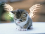 Angel Kitty - cute kitten