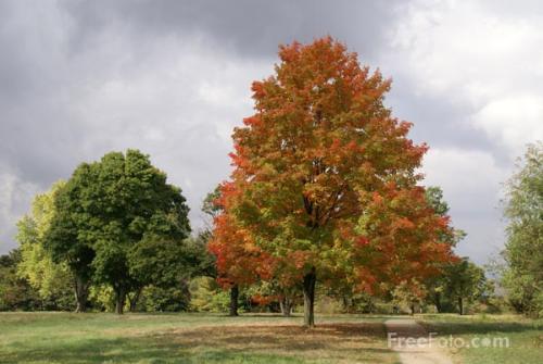 Real old trees are huge and they look awesome - Old trees lend a beauty to the surrounding.Some flowering trres add alot of colour.