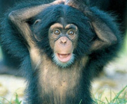 Ape - Apes are like human beings in behavior and physical features. If trained well they can be good househelps.