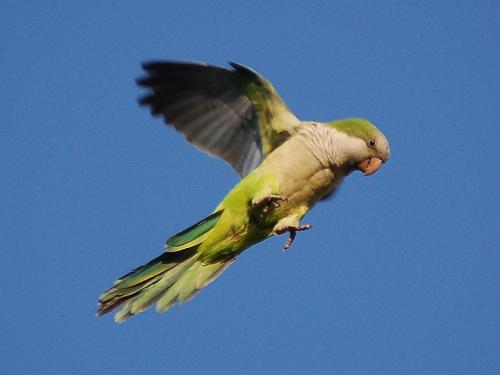 Parrot - Parrot a beautiful bird