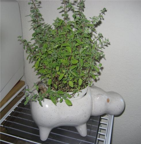 Fuzzy Marjoram Blossoms - I love my hippopotamus planter and this herb seems to like it too.