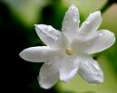 jasmine - sweet smell coming from thr jasmine flower