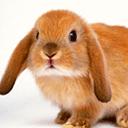 rabbit - a cute rebbit