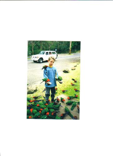 feeding the birds - photo was taken of my grandson feeding the beautiful parrots near our home