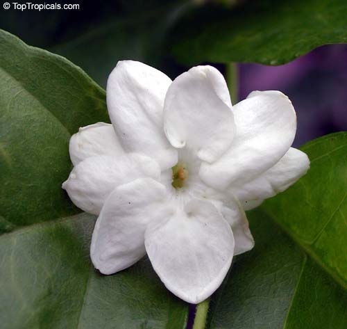 sampaguita - philippine national flower