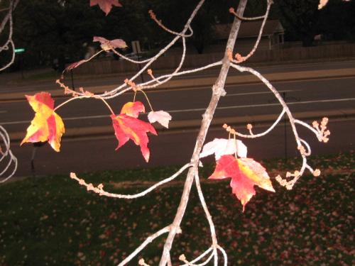 Last Ones!! - It's almost over. The last of my Red Maple Trees leaves hanging on for dear life. Last Ones!! - It's almost over. The last of my Red Maple Trees leaves hanging on for dear life.