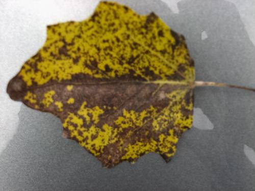 Cottonwood - ugliest leaves I've ever seen. HAHAHA! Cottonwood - ugliest leaves I've ever seen. HAHAHA!