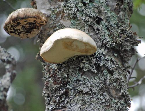 Fungus - Fungus on a Birch.