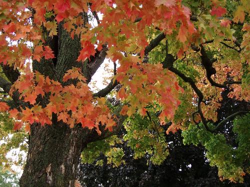 autumn leaves - a tree in the fall