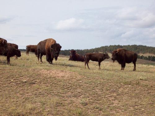 S. D. Bison - The American Bison is the largest mammal in the U.S.