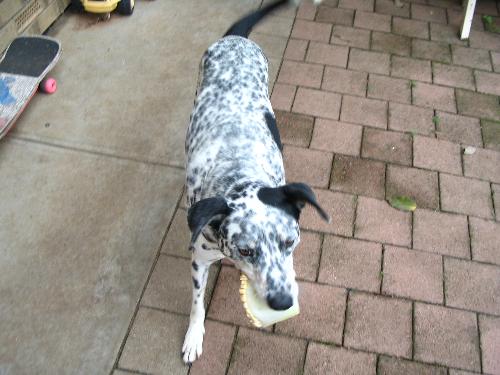 Max with Toy - Here is Max, oyr Dalmation with one of his dog toys that he insisted on burying in the piles of dog poo.