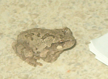 Tree Frog - Just a wee one that I saved from Tigger's teeth. 