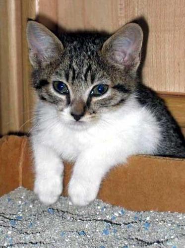 kitty - This is my friend's cat. Such a cute kitty. I love this picture :)