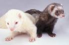 ferret - cute animals