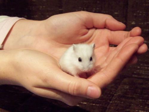 My lovely hamster  - I bought him one week ago, so he's very small sweet pet!