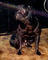 My sweet Meg...in loving memory - My darling four legged wrinkled child in her younger years.