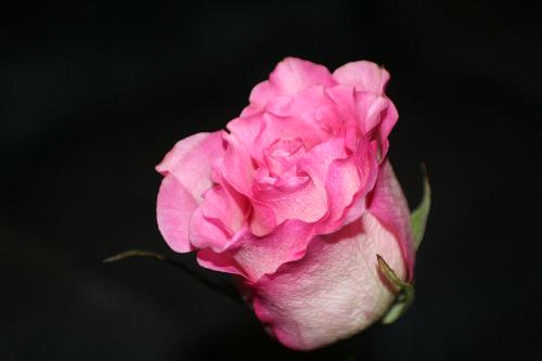 A Rose so Sweet - Given to me the day I got fired from my job of five years, from my husband! He's the sweetest guy I know!!