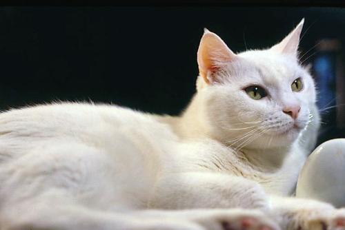 Picture Of Snoopy  - One of my cats, Snoopy who lived to be 21 years old