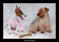 Dogs - Do you have dogs in your house?