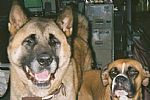 My dogs Yoshee and Halo - Yoshee is the Akita and Halo is the Boxer..
