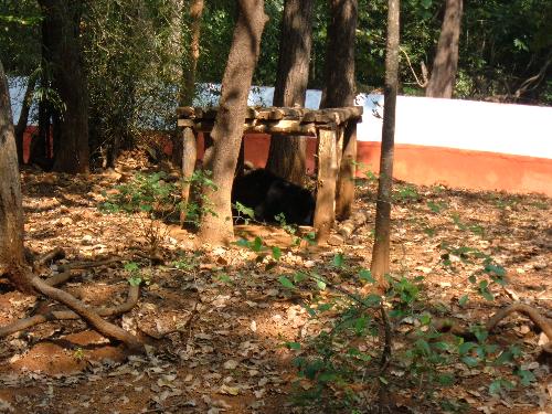 can u guess who is it? - Hi! its of course an Indian Bear resting in his hideout!